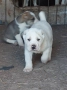 Алабай, снимка 2
