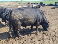Свободни месодайни телета, снимка 6