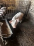Продавам младо Нерезче 65/70 кг, снимка 4