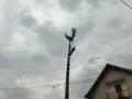 Рязане и премахване на опасни дървета, снимка 2