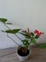 Антуриум цветето на любовта , снимка 2