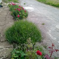 Градински храстовидни рози ,ароматни, снимка 1 - Градински цветя и растения - 33266169