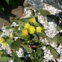 Студоустойчиви кактуси Опунция (Бодлива круша) подходящи за Вашата красива градина, снимка 15 - Градински цветя и растения - 29201767