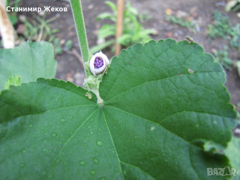 Медицинска ружа, снимка 1