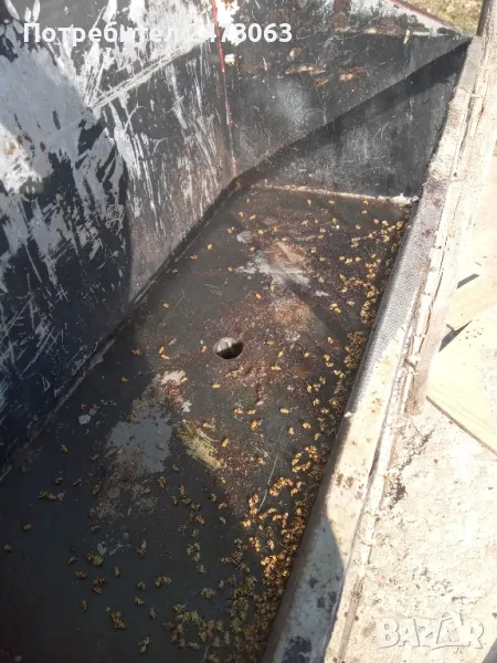 Пчели Слънчева восостопка , снимка 1