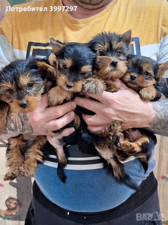 Вече с първа ваксина и обезпаразитени, снимка 1