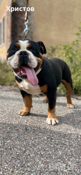 Трицветен английски булдог за разплод, снимка 1