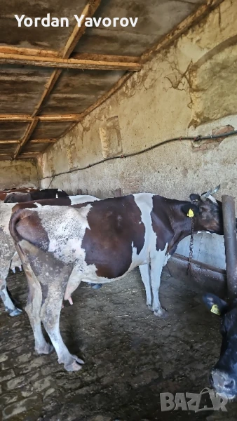 Крава бременна, снимка 1