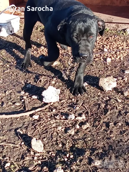 prodavam Canecorso, снимка 1