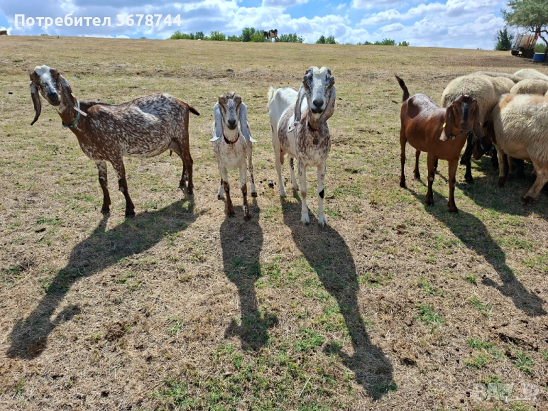 Заплодени овце и кози, снимка 1
