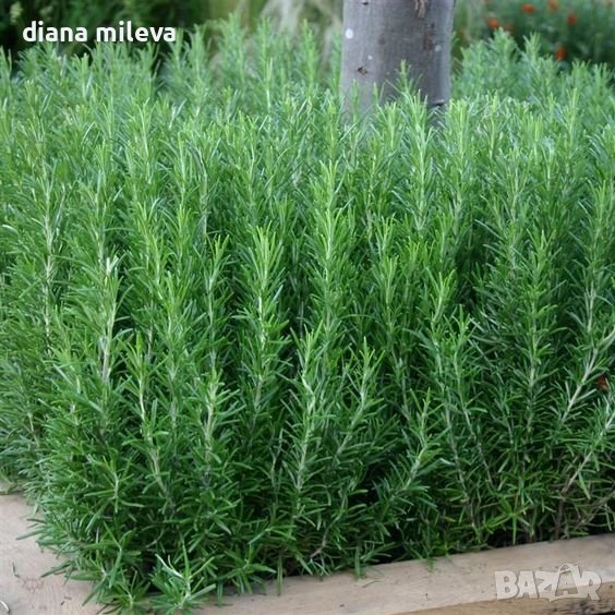 Розмарин, студоустойчив!!, снимка 1