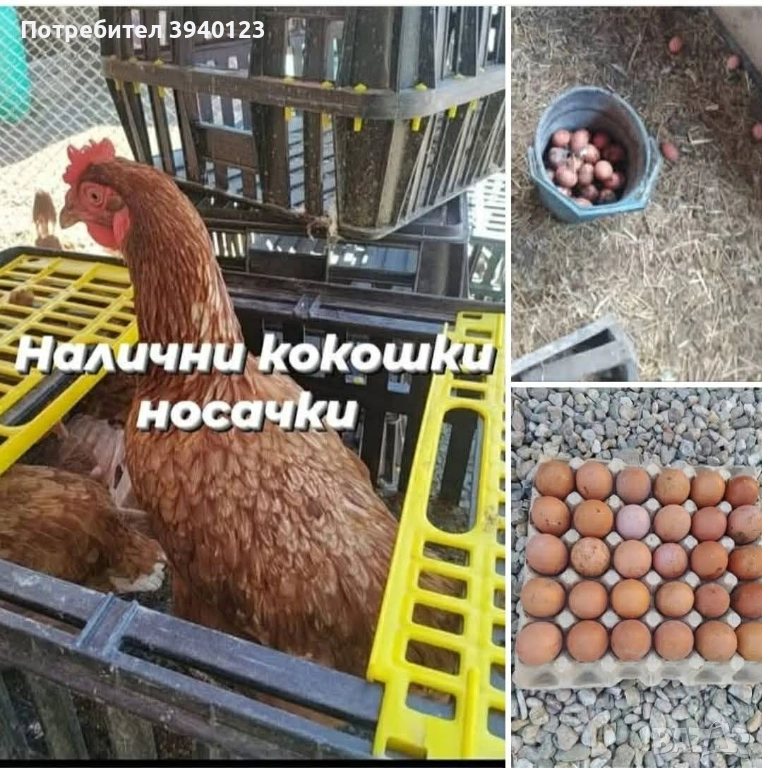 Налични кокошки носачки за Яйца на 1г Предлагам и доставка до адрес, снимка 1