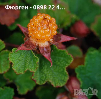 Пълзяща къпина Creeping Bramble, снимка 1