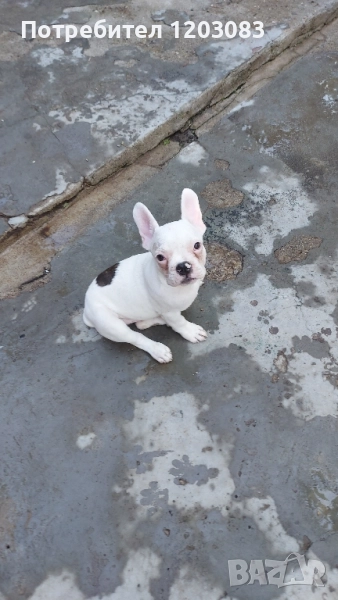 френски булдочета, снимка 1