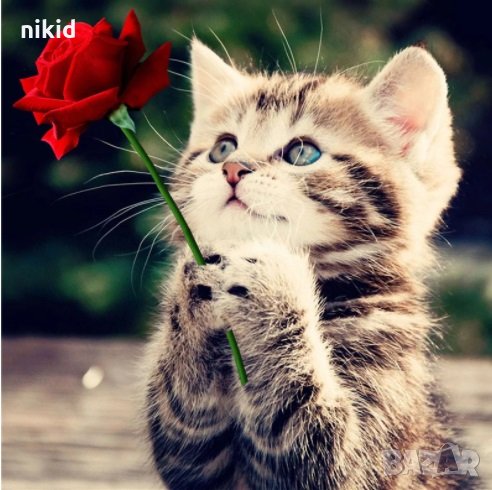 Коте с роза 5D диамантен гоблен картина мозайка за направа по схема с камъчета, снимка 1