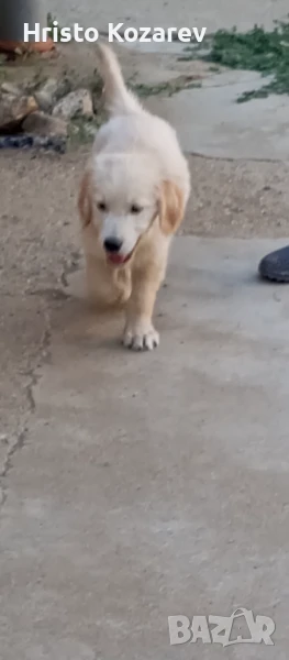 Подарявам кученце Голдън ретривър , снимка 1