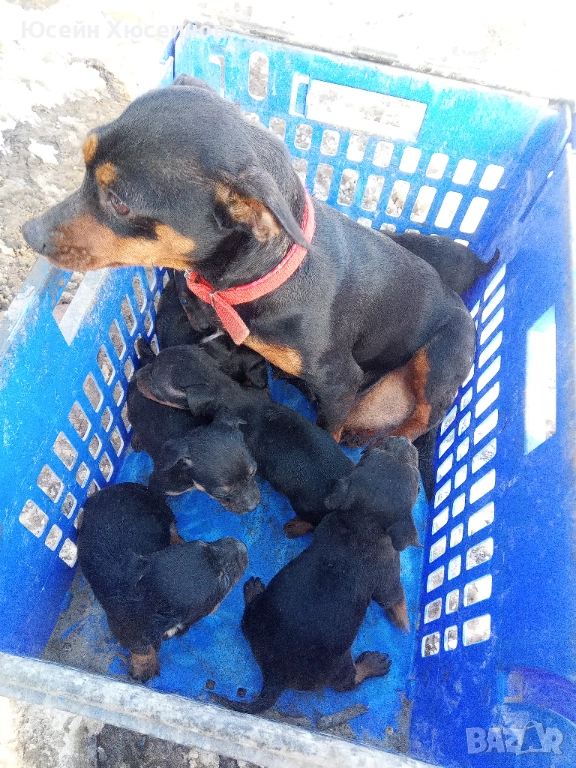 Свободни пинчери, снимка 1