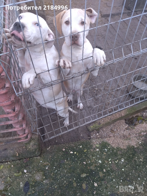 5месечни с три ваксини сладури, снимка 1