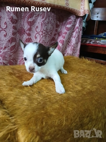 продавам Чихуахуа , снимка 5 - Чихуахуа - 52605411