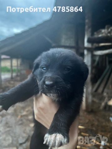 Подаряваме кученца, снимка 6 - Други - 54070711