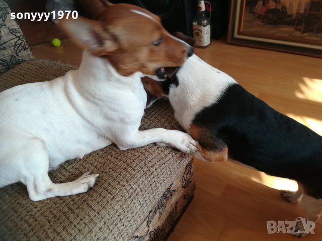 джакове в игра 1202211629, снимка 8 - Джак ръсел териер - 31788922