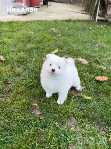 Померан момче. Померанче, снимка 5 - Померан - 52633625