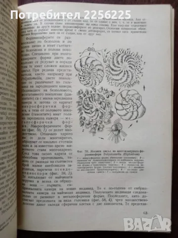 Безгръбначни животни ( част 1 ), снимка 2 - Специализирана литература - 50427674