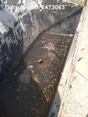 Пчели Слънчева восостопка 