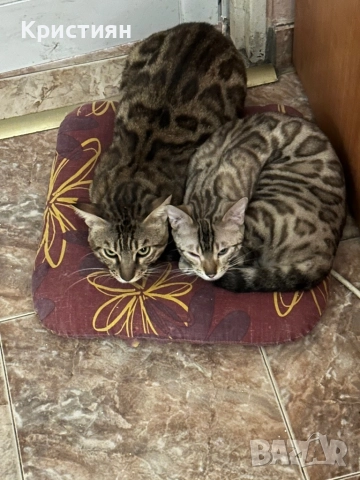 Бенгалски котенца, снимка 9 - Бенгалски - 52539835