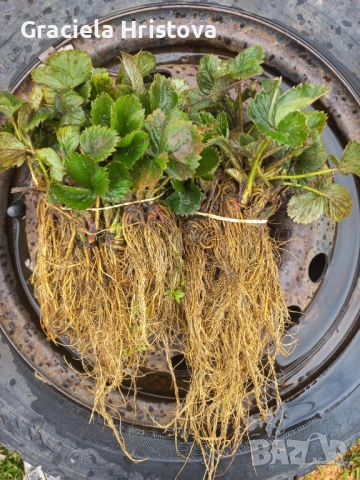 Продавам разсад ягоди , снимка 5 - Други стоки за дома - 54026538