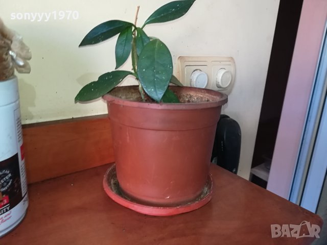 ЦВЕТЕ В САКСИЯ-ДЪРВОТО НА ПАРИТЕ 1802241018, снимка 12 - Стайни растения - 44349238