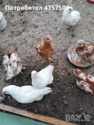 Предлагам домашни пресни яйца  