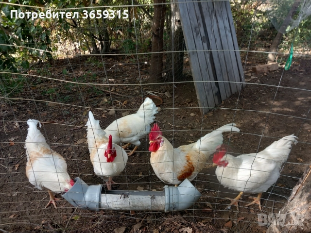 Петлета 6месечни