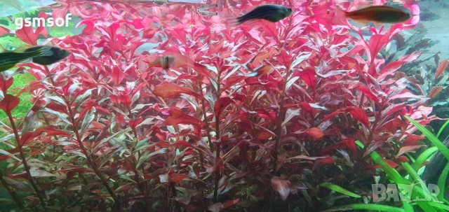 Растение за аквариум Ludwigia Super Red 10 стръка сет