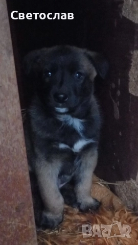 Подарявам кученца - белгийска овчарка (Малиноа) микс, снимка 4 - Белгийска овчарка - 52817804