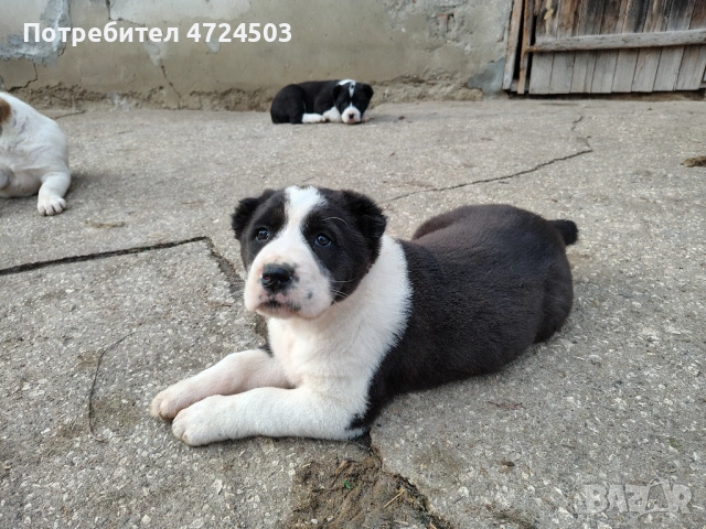 Алабай (Средноазиатски овчарки), снимка 4 - Алабай - 53293792