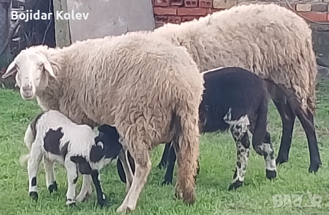 Продавам овце с агнета, снимка 2 - Овце - 53922787