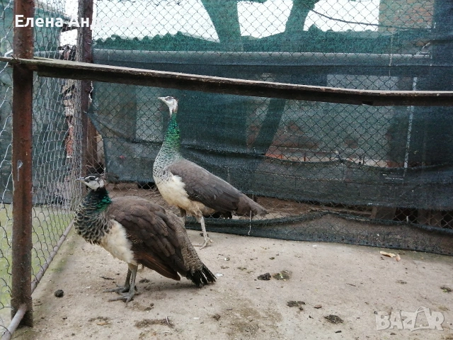 Индийски пауни , снимка 3 - други­ - 54291917