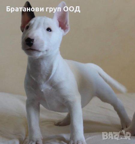 Мини Бултериери, снимка 4 - Бултериер - 44146951