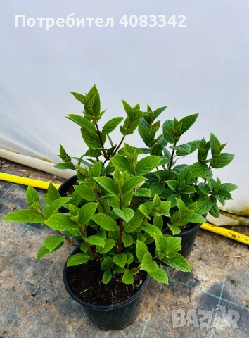 Хортензия за слънце, снимка 8 - Градински цветя и растения - 54139787