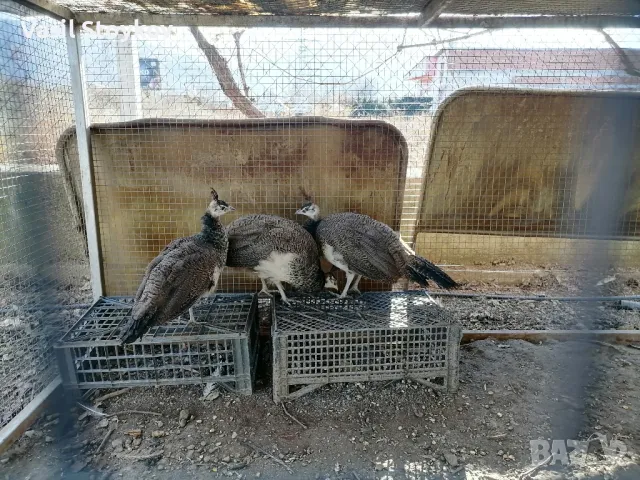 фенерлии и двукачулни, снимка 9 - други­ - 29392095