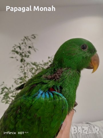 Еклектуси бебета  , снимка 9 - Папагали - 43860662