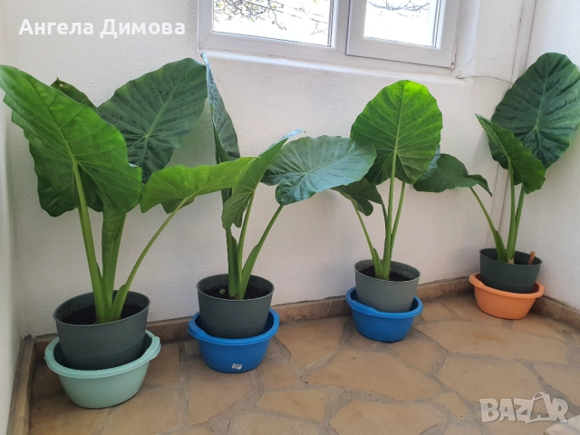 Продавам трилистник-алоказия, снимка 6 - Стайни растения - 52417633