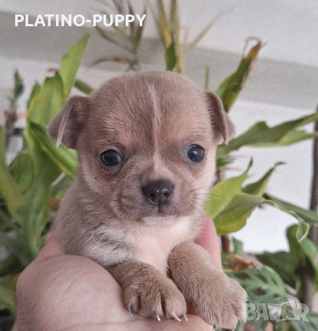 Синьо Чихуахуа мини, снимка 3 - Чихуахуа - 52837745