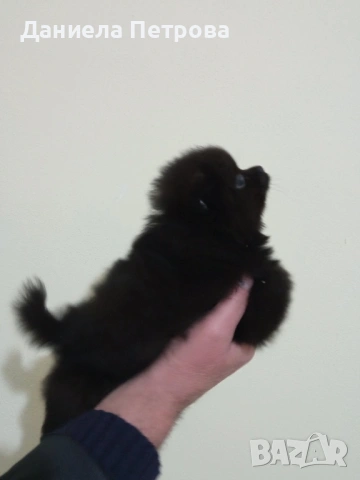 Мини померани - момиченца на 55 дни с първа ваксина, обезпаразитени и с паспорт, снимка 3 - Померан - 53099146
