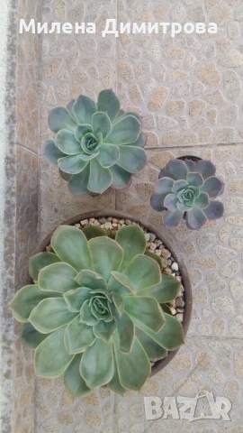 Ешеверия различни размери, снимка 7 - Стайни растения - 50851903