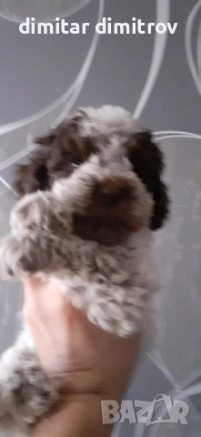 лагото романьоло , снимка 18 - Други - 52431390