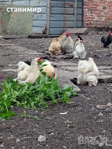 мини кохин, снимка 4 - Кокошки и пуйки - 50479524