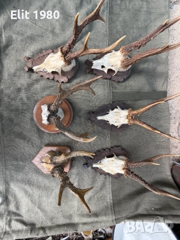 Продавам ловни трофей , снимка 3 - Ловно оръжие - 52653033