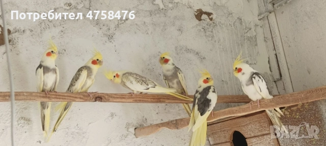 папагали корела , снимка 5 - Папагали - 54322068